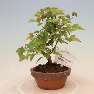 Venkovní bonsai - Acer Buergerianum - Javor Burgerův