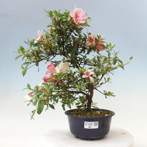 Venkovní bonsai - Japonská azalka - Azalea Suigootome