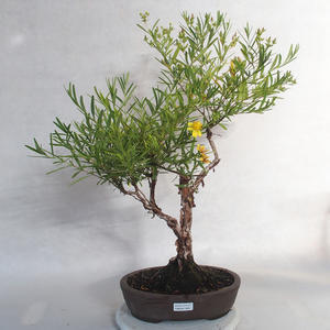 Venkovní bonsai- třezalka - Hypericum