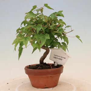 Venkovní bonsai - Acer Buergerianum - Javor Burgerův