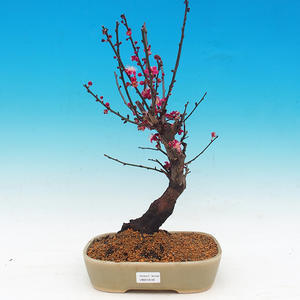 Venkovní bonsai -Japonská meruňka - Prunus Mume