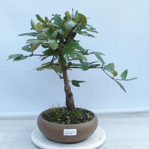 Keramická bonsai miska 39 x 31 x 10 cm, barva hnědá