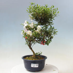 Venkovní bonsai - Japonská azalka - Azalea Kotaro