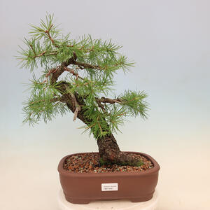 Venkovní bonsai - Larix decidua - Modřín opadavý