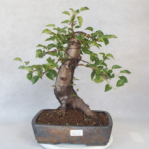 Venkovní bonsai -Mahalebka - Prunus mahaleb