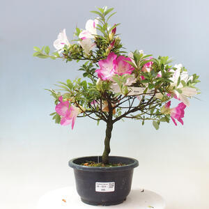 Venkovní bonsai - Japonská azalka - Azalea Ruka