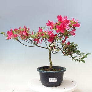 Venkovní bonsai - Japonská azalka - Azalea Benikage