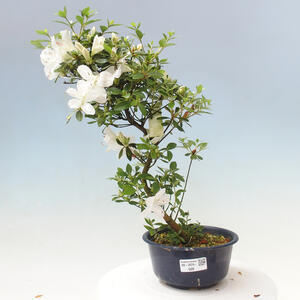 Venkovní bonsai - Japonská azalka - Azalea KINSHU-NO-TSUKI