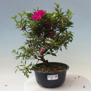 Venkovní bonsai - Japonská azalka - Azalea Hoshi-no-Kagayaki