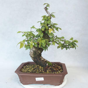 Venkovní bonsai-Ulmus Glabra-Jílm tuhý