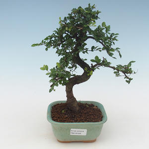 Pokojová bonsai - Ulmus parvifolia - Malolistý jilm PB2191505