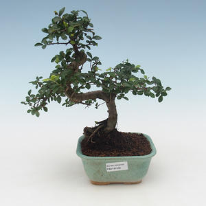 Pokojová bonsai - Ulmus parvifolia - Malolistý jilm PB2191506