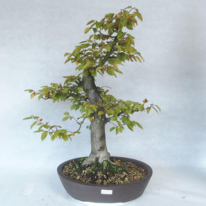 Venkovní bonsai - Habr obecný - Carpinus betulus