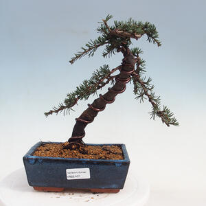 Venkovní bonsai - Hloh jednosemený - Crataegus