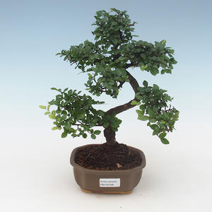 Pokojová bonsai - Ulmus parvifolia - Malolistý jilm PB2191508