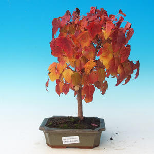 Venkovní bonsai - Acer ginala - Javor ohnivý