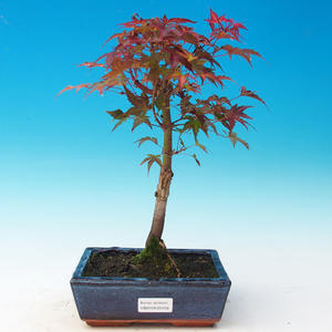 Venkovní bonsai - Acer palmatum Beni Tsucasa - Javor dlanitolistý
