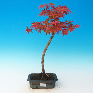 Venkovní bonsai - Acer pal. Sango Kaku - Javor dlanitolistý