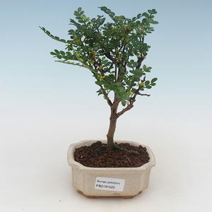 Pokojová bonsai - Zantoxylum piperitum - pepřovník PB2191520