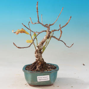 Venkovní bonsai Quercus - dub