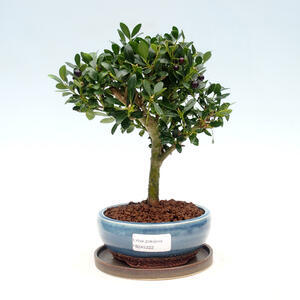 Pokojová bonsai s podmiskou - Ilex crenata - Cesmína