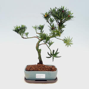 Pokojová bonsai s podmiskou - Podocarpus - Kamenný tis