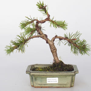 Venkovní bonsai - Pinus mugo  - Borovice kleč