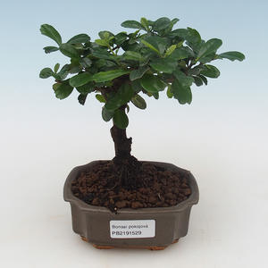 Pokojová bonsai - Carmona macrophylla - Čaj fuki PB2191529