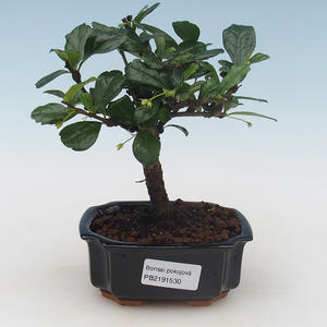 Pokojová bonsai - Carmona macrophylla - Čaj fuki PB2191530