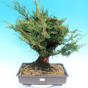 Yamadori Juniperus chinensis - jalovec