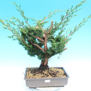 Yamadori Juniperus chinensis - jalovec