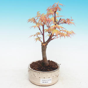Venkovní bonsai-Acer Sango Koku- Javor dlanitolistý