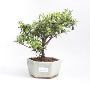 Venkovní bonsai - Rhododendron sp. - Azalka růžová