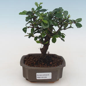 Pokojová bonsai - Carmona macrophylla - Čaj fuki PB2191534