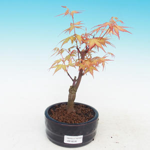 Venkovní bonsai-Acer Sango Koku- Javor dlanitolistý