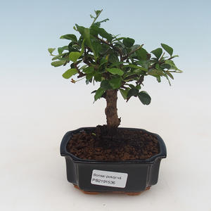 Pokojová bonsai - Carmona macrophylla - Čaj fuki PB2191536