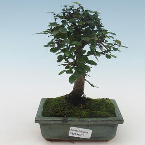 Pokojová bonsai-Ulmus Parvifolia-Malolistý jilm PB2191537
