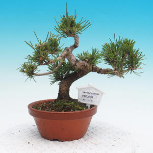 Pinus thunbergii - Borovice thunbergova
