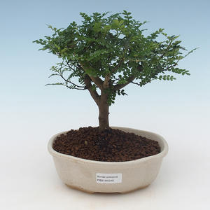 Pokojová bonsai - Zantoxylum piperitum - Pepřovník PB2191540