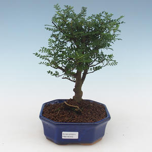 Pokojová bonsai - Zantoxylum piperitum - Pepřovník PB2191543