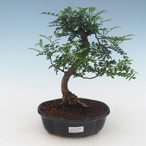 Pokojová bonsai - Zantoxylum piperitum - Pepřovník PB2191544