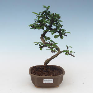 Pokojová bonsai - Carmona macrophylla - Čaj fuki 405-PB2191548