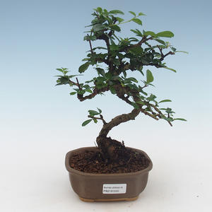 Pokojová bonsai - Carmona macrophylla - Čaj fuki 405-PB2191550
