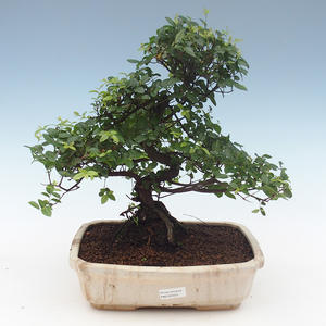 Pokojová bonsai - Sagerécie thea - Sagerécie thea 2191553