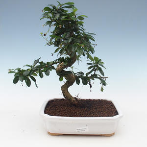 Pokojová bonsai - Carmona macrophylla - Čaj fuki 2191556