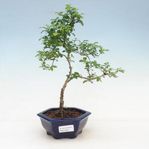 Pokojová bonsai -Ligustrum Aurea - Ptačí zob
