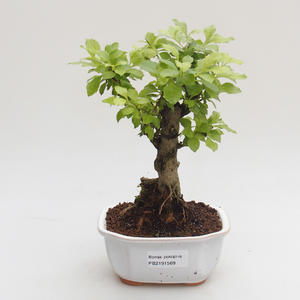 Pokojová bonsai - Duranta erecta Aurea PB2191569