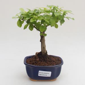 Pokojová bonsai - Duranta erecta Aurea PB2191570