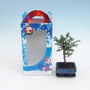 Pokojová bonsai v dárkové krabičce