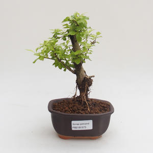 Pokojová bonsai - Duranta erecta Aurea PB2191573